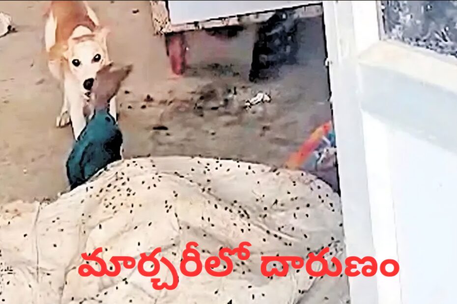 జడ్చర్ల ప్రభుత్వ ఆసుపత్రి మార్చరీలో మృతదేహంపై కుక్క దాడి చేస్తున్న దృశ్యం