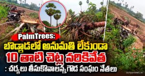 palm trees bodlada illegal cutting