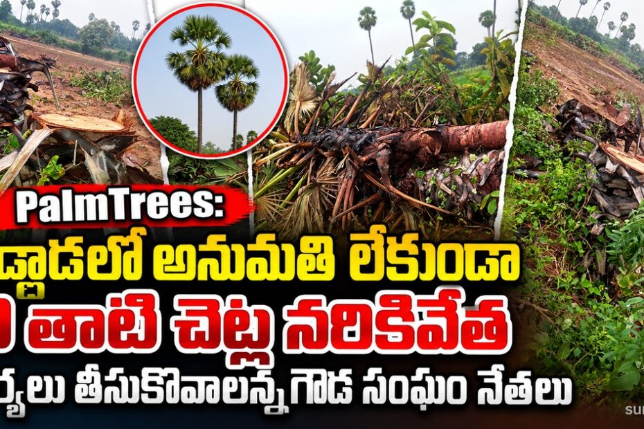 palm trees bodlada illegal cutting
