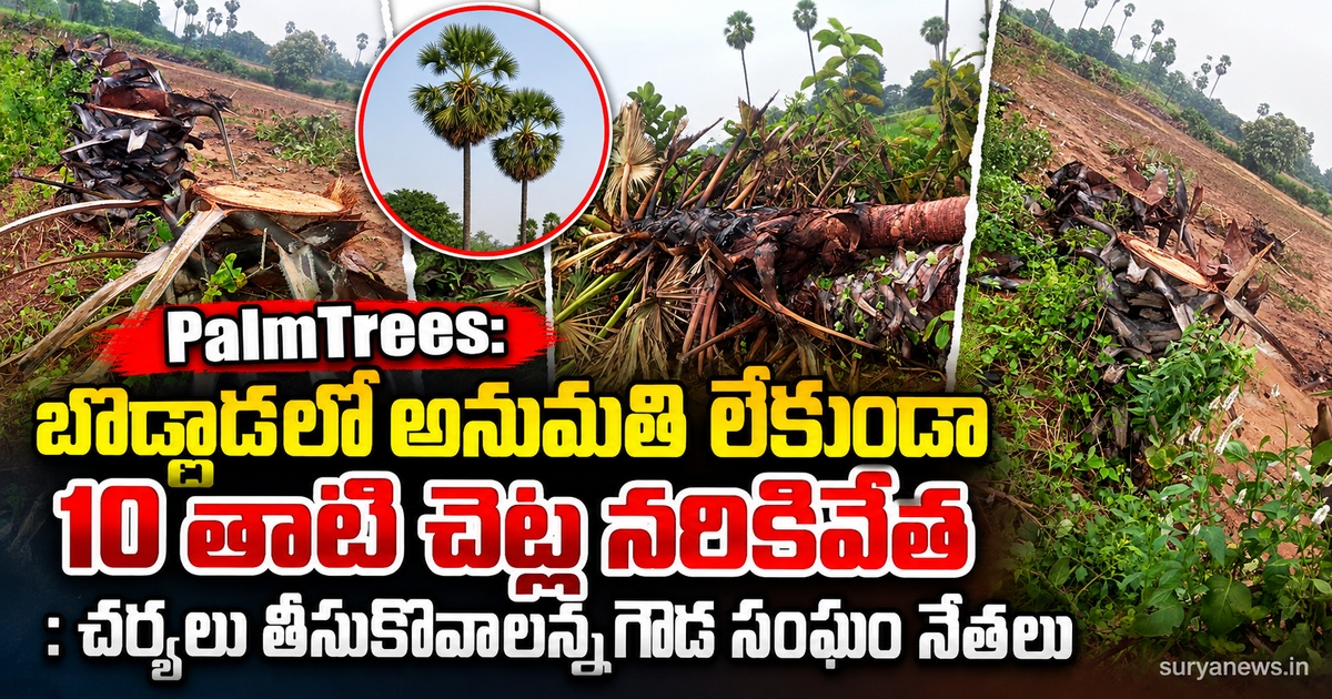 palm trees bodlada illegal cutting